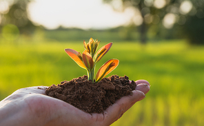 Human hands holding green small plant life and ecology concept.
