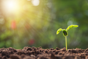 Green young plant growing in soil on nature background