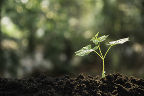 Seedling and plant growing in soil and copy space for insert text