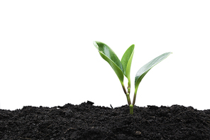 Seedling and plant growing in soil isolated on white and copy space for insert text