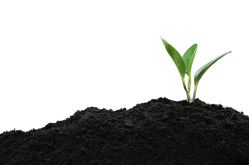 Seedling and plant growing in soil isolated on white and copy space for insert text