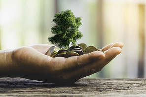 Human hands holding green small plant with coins for business and ecology concept.