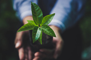 hand holding plant on nature background, concept save the world