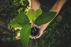hand holding plant on nature background, concept save the world