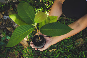 hand holding plant on nature background, concept save the world