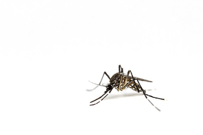 Closeup A Mosquito isolated on a white background