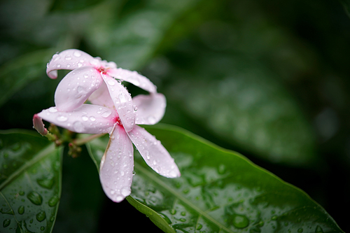 pink kopsia, kopsia fruticosa flowers with rain drop in garden