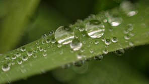 A macro image of rainwater droplets clinging to a single blade of grass.