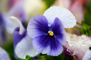 Spring floral card with bright tricolor violas in a garden
