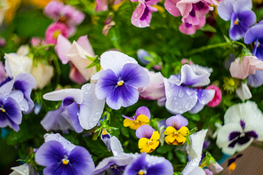 Spring floral card with bright tricolor violas in a garden