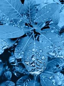 Raindrops on leaves. Waterdrops after heavy rain. Classic blue tone.