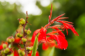 Close up photo of bright red flower with raindrops. Indonesia.