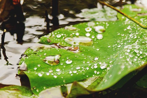 Natural background with raindrops on green leaf.