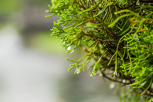 Natural background with coniferous tree branches. Raindrops on needles.
