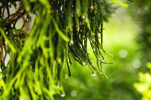 Natural background with coniferous tree branches. Raindrops on needles.
