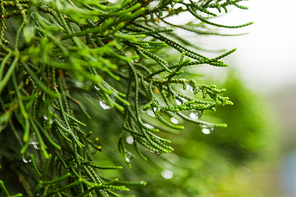 Natural background with coniferous tree branches. Raindrops on needles.