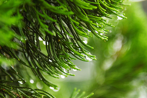 Natural background with coniferous tree branches. Raindrops on needles.