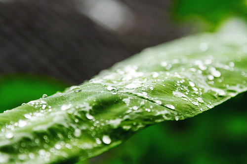 Natural background with raindrops on green leaf.