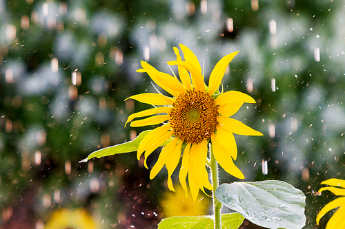 Sunflower under the rain. Natural summer background with bright yellow flower and raindrop.