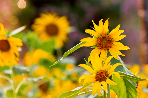 Sunflower. Natural summer background with bright yellow flowers.