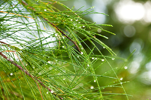 Natural background with pinetree branches. Raindrops on pine needles.