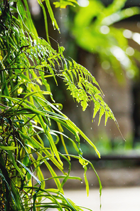 Natural background with tree branches. Raindrops on fern leaves.