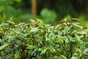 Bright green plants under the rain. Tropical forest in rainy season. Singapore.