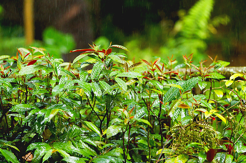 Bright green plants under the rain. Tropical forest in rainy season. Singapore.
