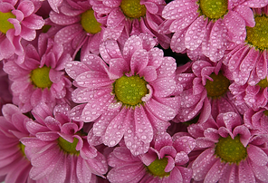 Close up background pattern of fresh pink chrysanthemum or marguerite flowers with water drops after the rain, elevated top view, directly above