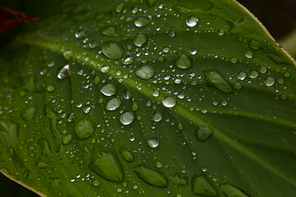 Close up raindrops, water droplets or dew drops on green leaf