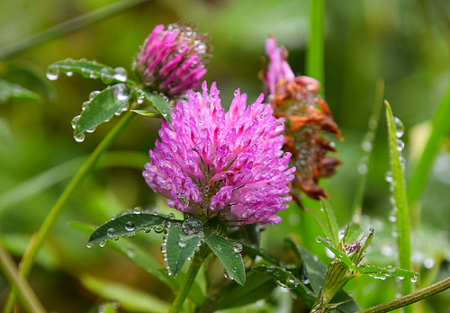 Close up rain or dew water drops on pink clover flowers and green leaves, low angle side view