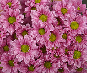 Close up background pattern of fresh pink chrysanthemum or marguerite flowers with water drops after the rain, elevated top view, directly above