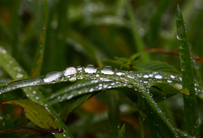 Close up raindrops, water droplets or dew drops on green grass blade