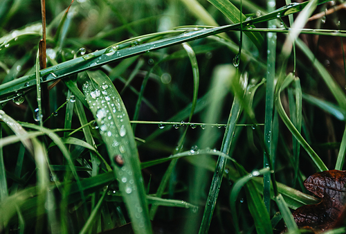 A super close up of some green plants in the forest with rain drops over it, background with copy space