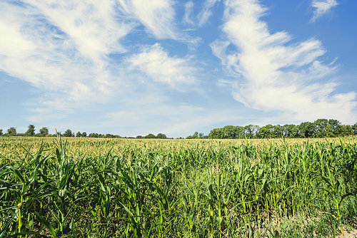 Corn field in the summer with fresh green maize under a blue sky