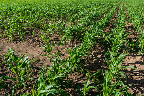 Agricultural field entirely sown with corn. Young corn seedlings in a field on a sunny summer day.