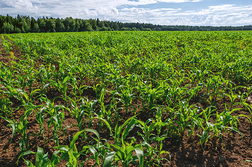 Agricultural field entirely sown with corn. Young corn seedlings in a field on a sunny summer day.