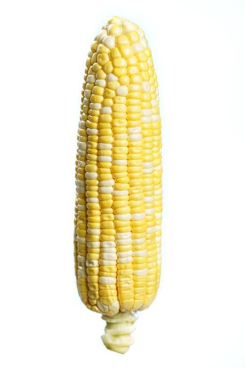 Sweet corn on white background. isolated
