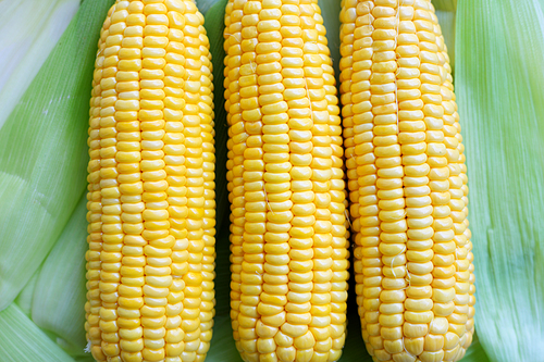Sweet corn background.