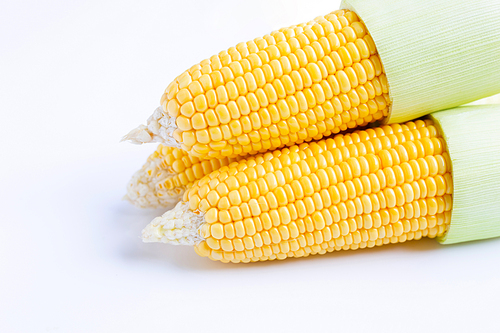 Fresh sweet corn on  white background.