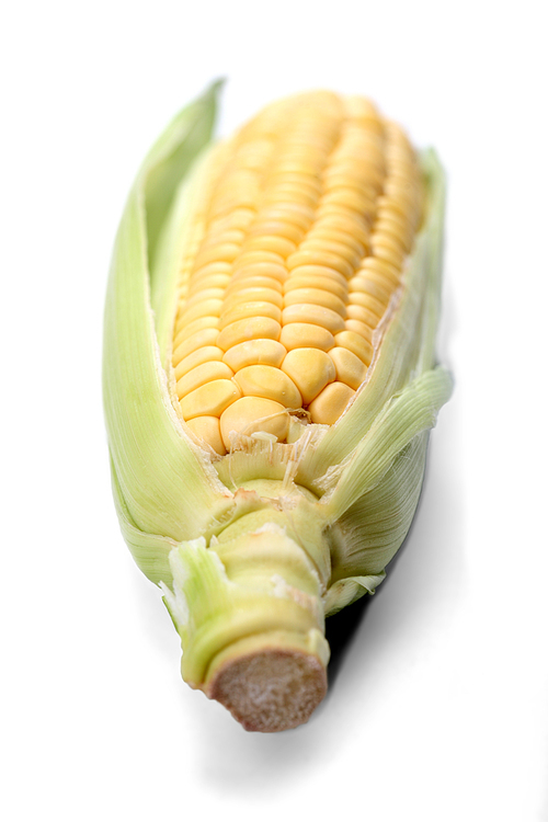Corn on white background - studio shot