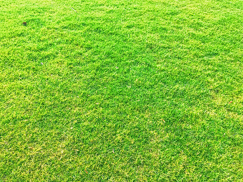 Green grass lawn as background, nature and backyard