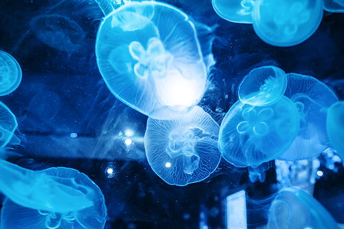 Closeup of a Beautiful Moon Jellyfish (Aurelia aurita) Suspended in Water and Surrounded with Many Other Jellies with a Glowing Light. Beautiful and relaxing background