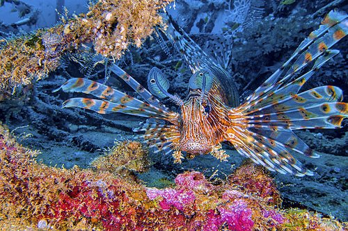 Red Lionfish, Pterois volitans, South Male Atoll, Maldives, Indian Ocean, Asia