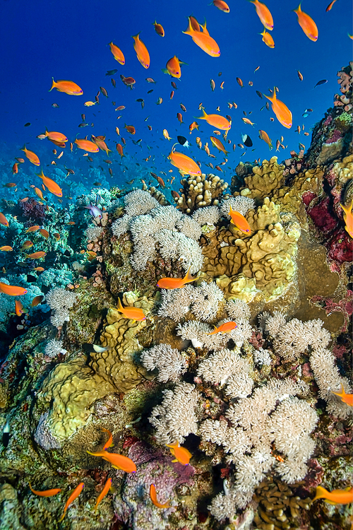 Coral Reef Underwater Landscape, Red Sea, Egypt