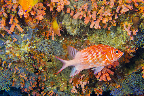 White-tail Squirrelfish, Sargocentron caudimaculatum, Coral Reef, South Ari Atoll, Maldives, Indian Ocean, Asia
