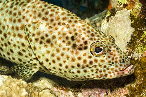 Coral Grouper, Cephalopholis sp., Coral Reef, Red Sea, Egypt