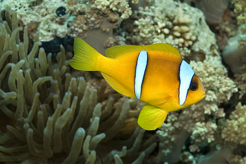 Red Sea Clownfish, Two-banded Anemonefish, Amphiprion bicintus, Red Sea, Egypt