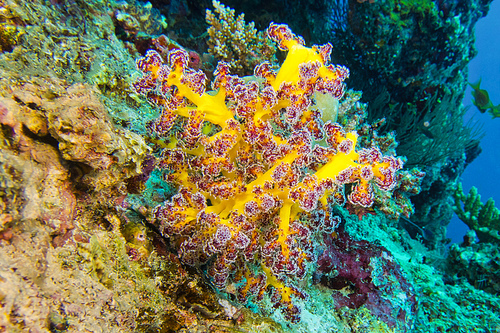 Multi-branched Trees Coral, Coral Reef, South Ari Atoll, Maldives, Indian Ocean, Asia