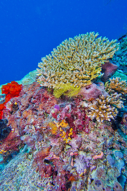 Hard coral, Coral Reef, Reef Building Coral, North Ari Atoll, Maldives, Indian Ocean, Asia